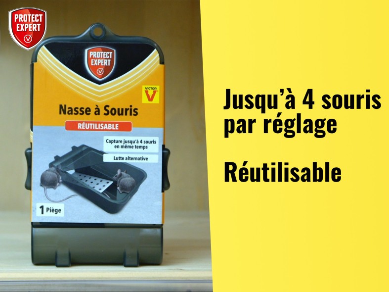 Souris et mulots : solutions et moyens de luttes - AFPAH - Agence