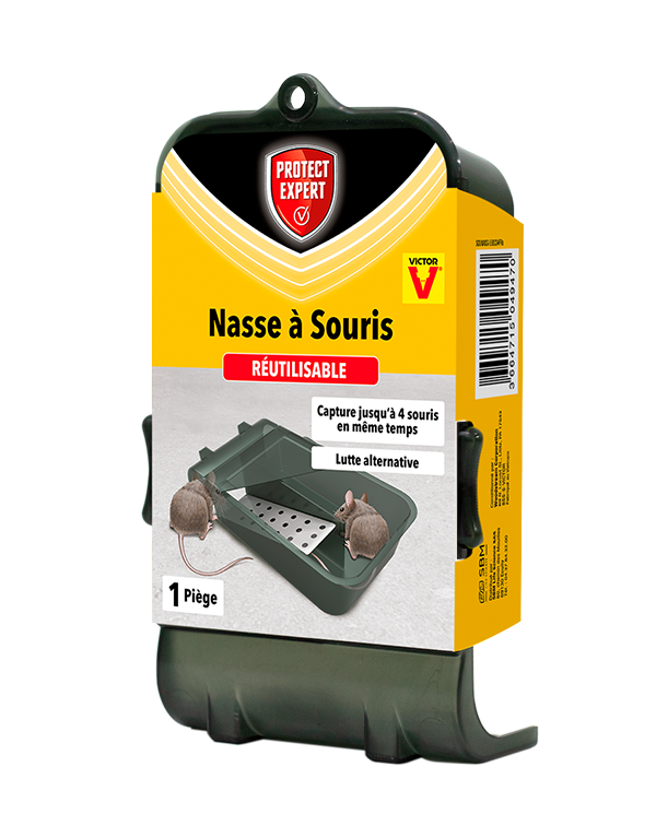 Nasse à souris simple entrée